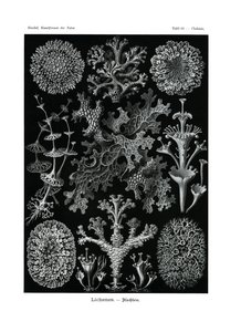 リケネス、1899-1904 作： German School